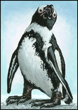 African Penguin 2, painting by Jill Bauman