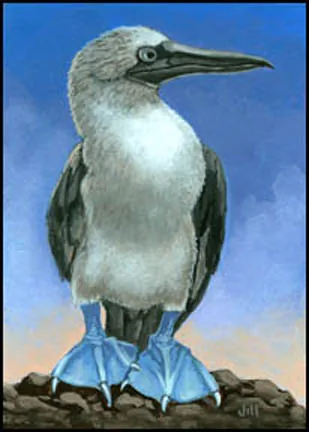 Blue-Footed Boobie Bird, painting by Jill Bauman