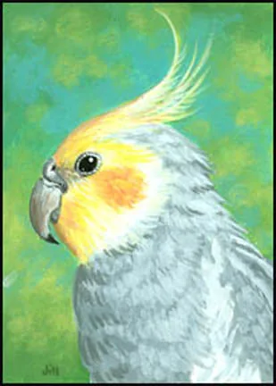 Cockatiel, painting by Jill Bauman