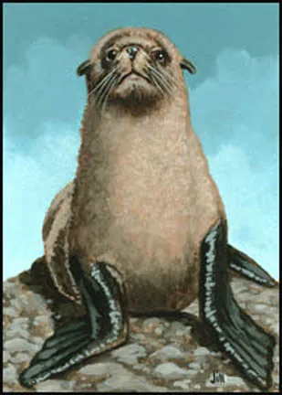 Fur Seal, painting by Jill Bauman