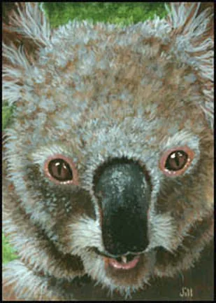 Koala, painting by Jill Bauman