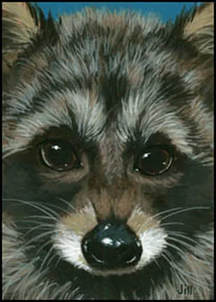 Raccoon, painting by Jill Bauman